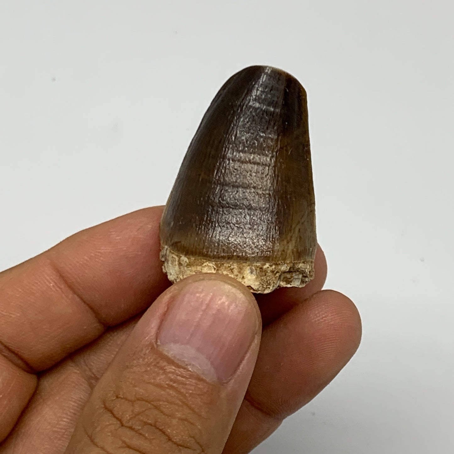 22.6g,1.5"X1"x0.9" Fossil Mosasaur Tooth reptiles, Cretaceous @Morocco, B23860