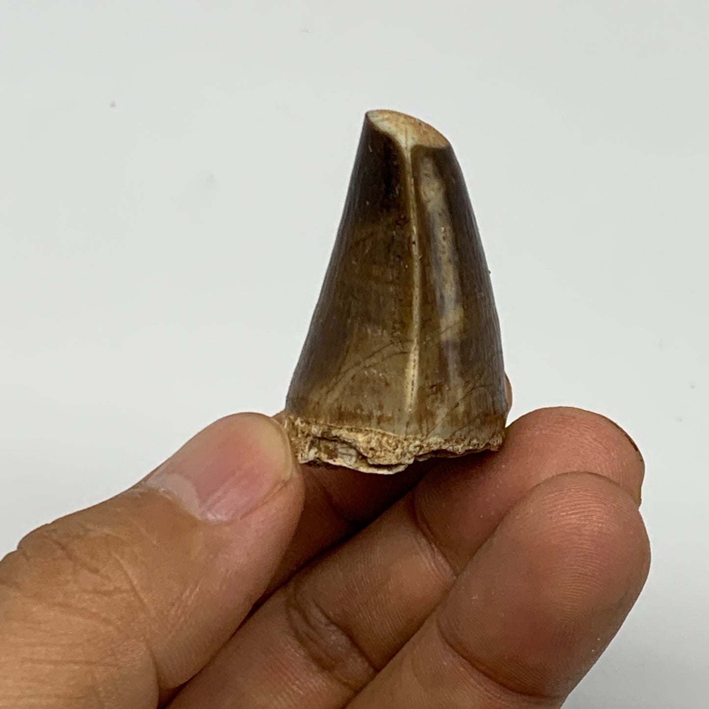 22.6g,1.5"X1"x0.9" Fossil Mosasaur Tooth reptiles, Cretaceous @Morocco, B23860