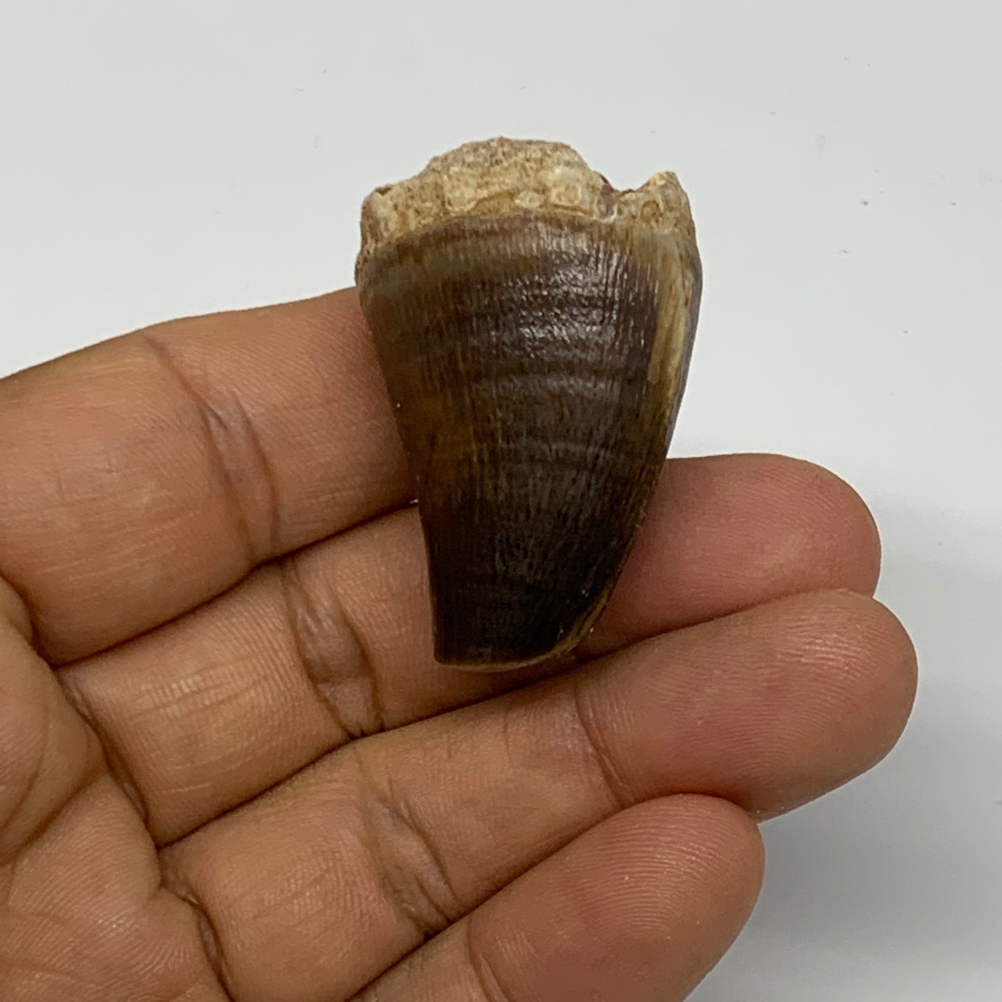 22.6g,1.5"X1"x0.9" Fossil Mosasaur Tooth reptiles, Cretaceous @Morocco, B23860