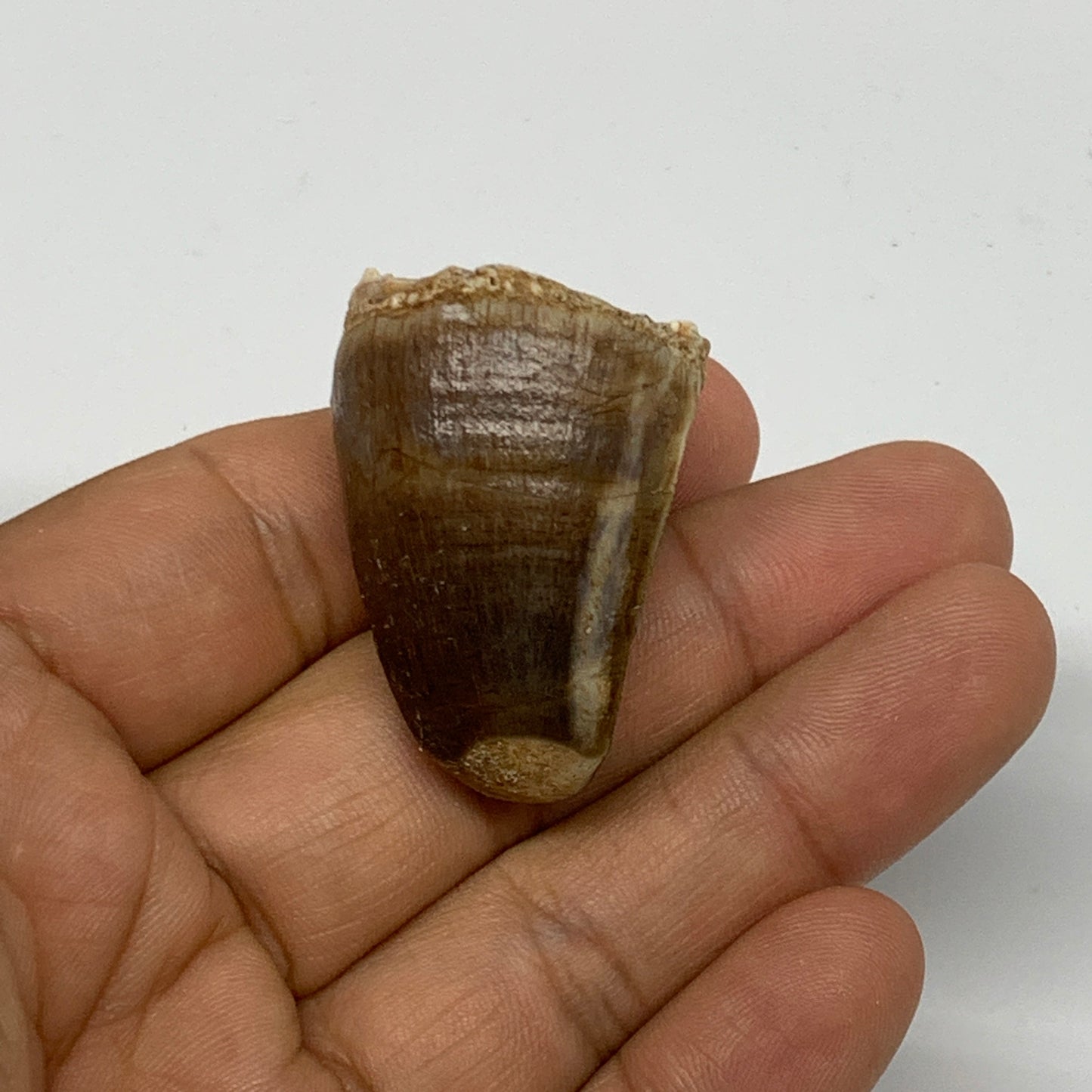 22.6g,1.5"X1"x0.9" Fossil Mosasaur Tooth reptiles, Cretaceous @Morocco, B23860