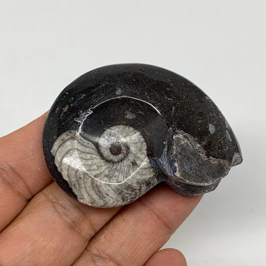 36.5g, 2.1"x1.5"x0.7", Goniatite Ammonite Polished Mineral from Morocco, F2007