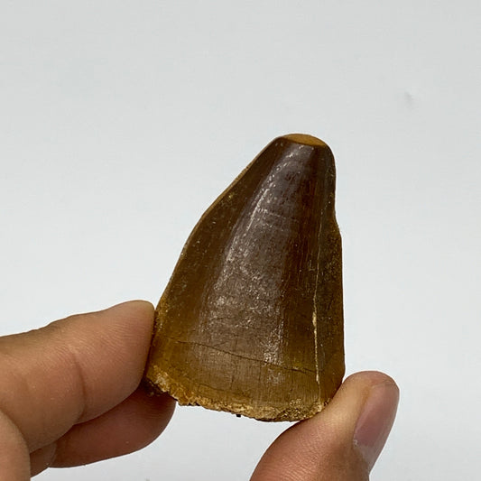 35g,1.9"X1.2"x1" Fossil Mosasaur Tooth reptiles, Cretaceous @Morocco, B23866