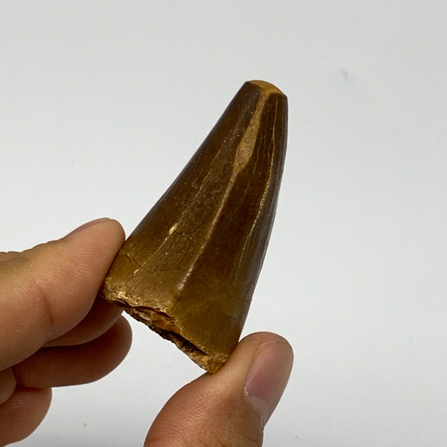 35g,1.9"X1.2"x1" Fossil Mosasaur Tooth reptiles, Cretaceous @Morocco, B23866