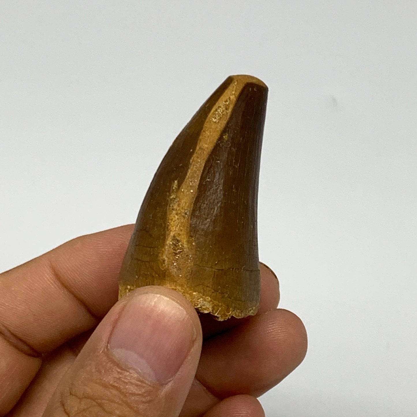 35g,1.9"X1.2"x1" Fossil Mosasaur Tooth reptiles, Cretaceous @Morocco, B23866