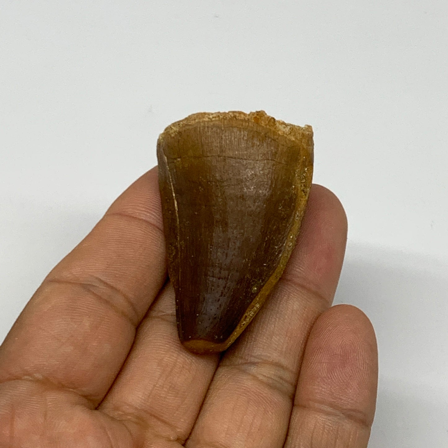 35g,1.9"X1.2"x1" Fossil Mosasaur Tooth reptiles, Cretaceous @Morocco, B23866