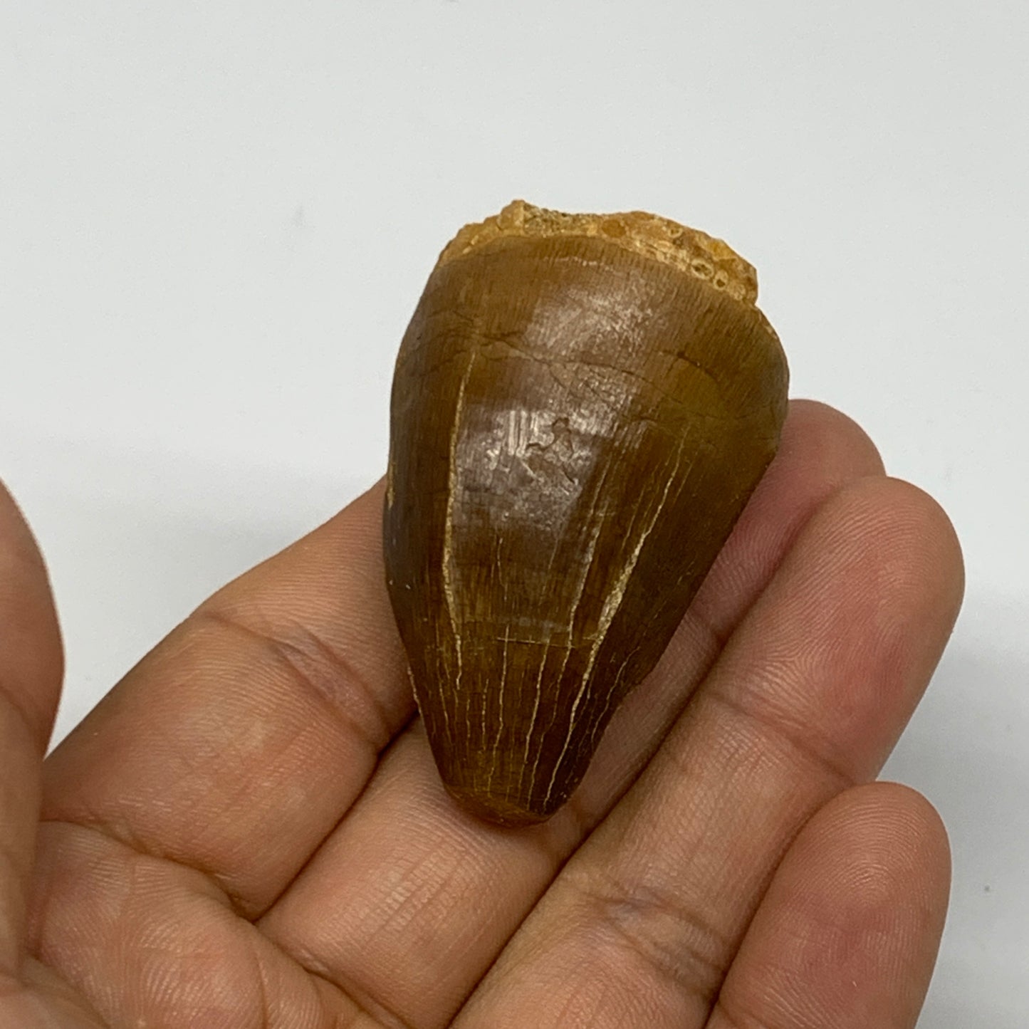 35g,1.9"X1.2"x1" Fossil Mosasaur Tooth reptiles, Cretaceous @Morocco, B23866