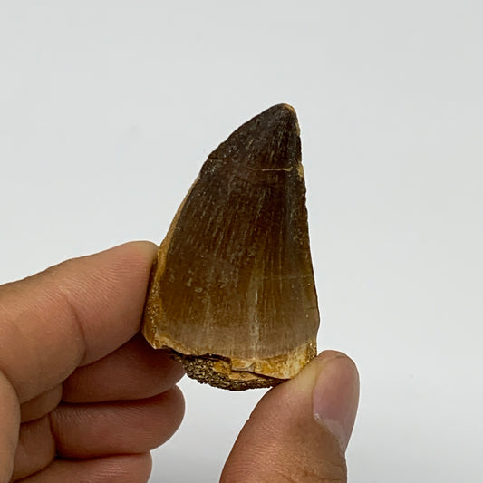 24.7g,1.7"X1.1"x1" Fossil Mosasaur Tooth reptiles, Cretaceous @Morocco, B23870