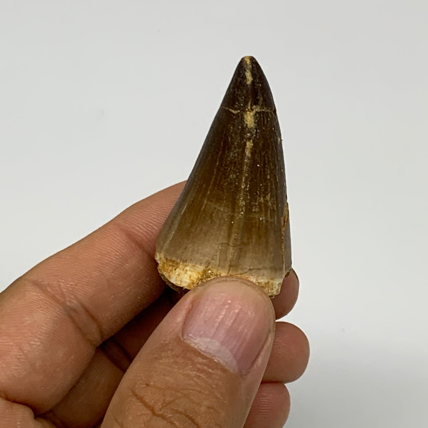 24.7g,1.7"X1.1"x1" Fossil Mosasaur Tooth reptiles, Cretaceous @Morocco, B23870