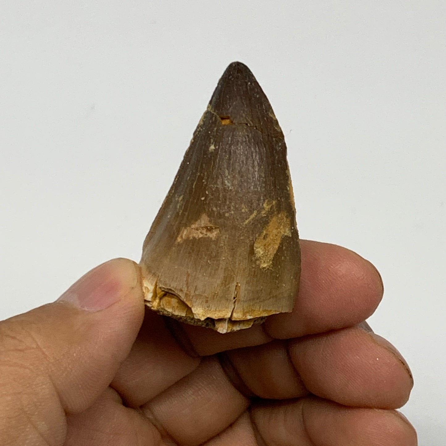 24.7g,1.7"X1.1"x1" Fossil Mosasaur Tooth reptiles, Cretaceous @Morocco, B23870