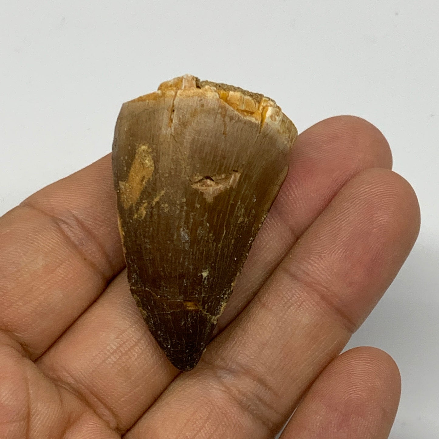 24.7g,1.7"X1.1"x1" Fossil Mosasaur Tooth reptiles, Cretaceous @Morocco, B23870