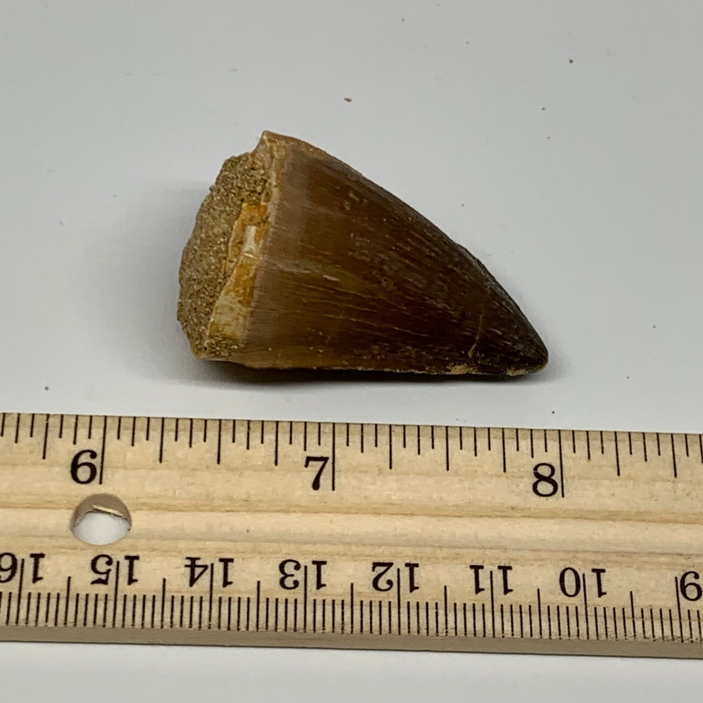 24.7g,1.7"X1.1"x1" Fossil Mosasaur Tooth reptiles, Cretaceous @Morocco, B23870