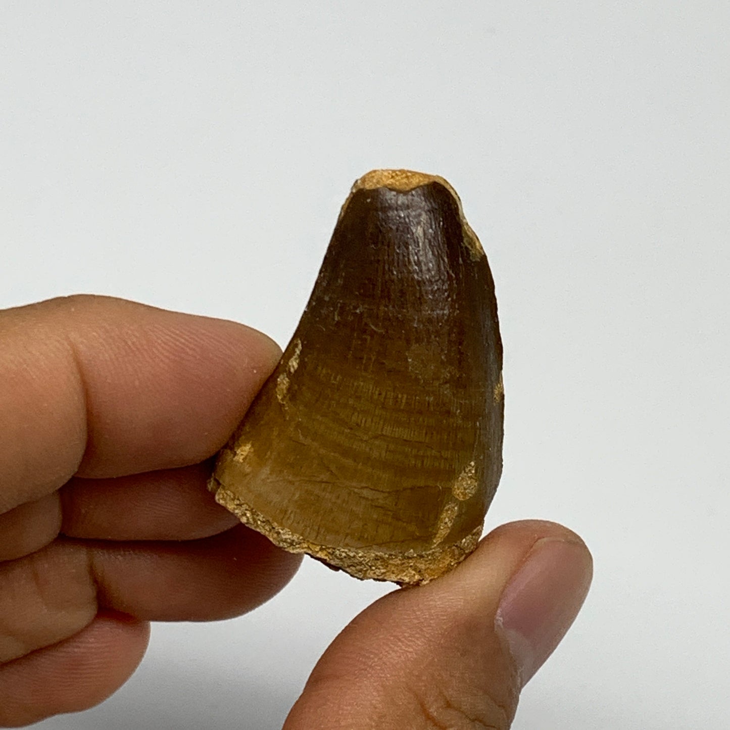 18.1g,1.4"X1"x0.8" Fossil Mosasaur Tooth reptiles, Cretaceous @Morocco, B23872