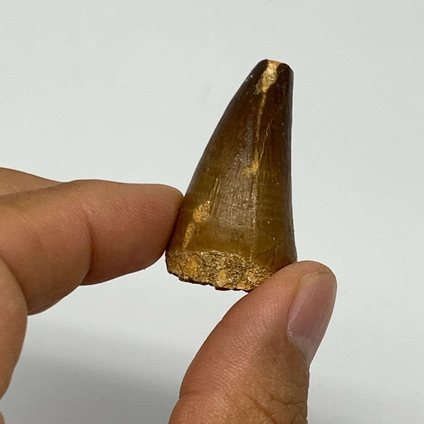 18.1g,1.4"X1"x0.8" Fossil Mosasaur Tooth reptiles, Cretaceous @Morocco, B23872