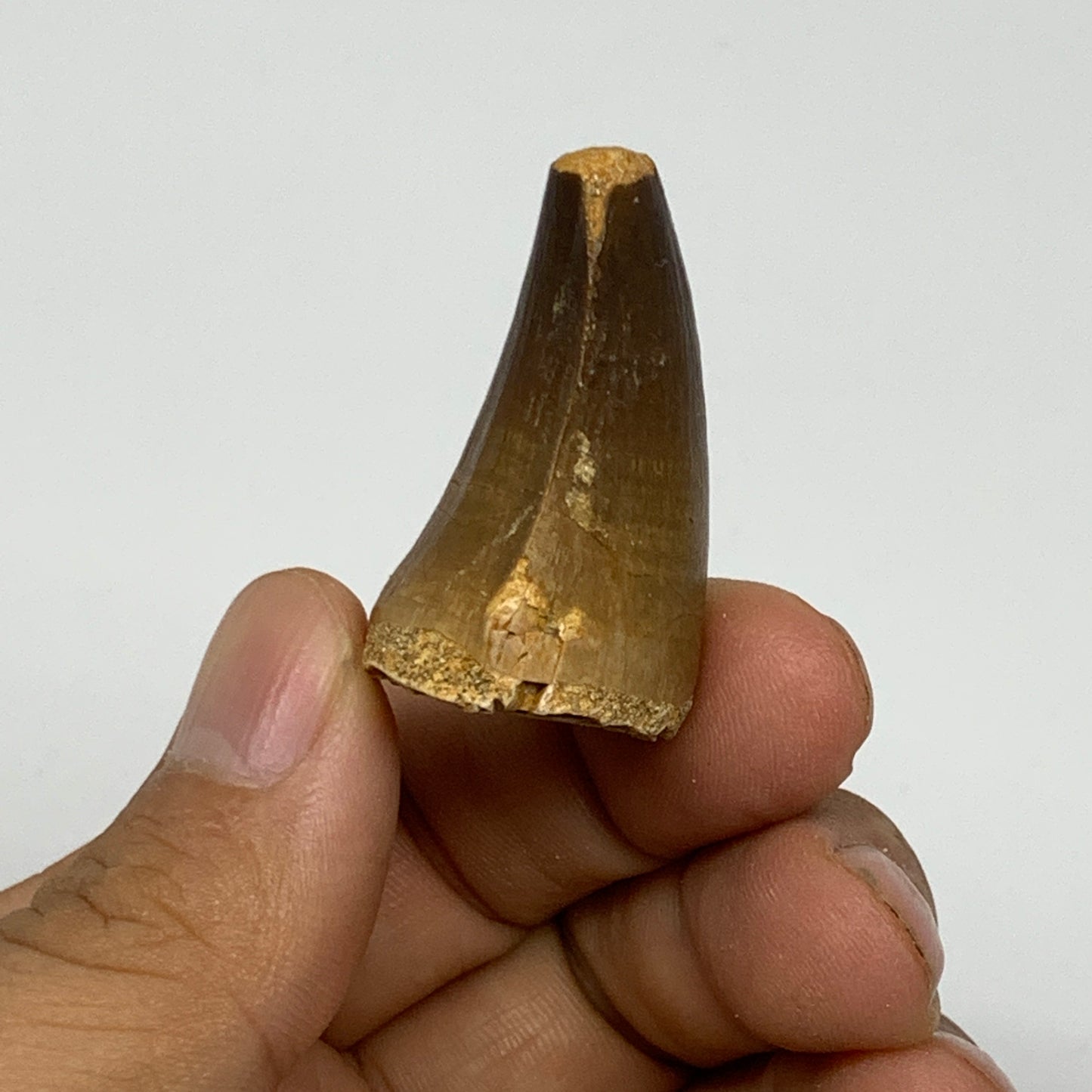 18.1g,1.4"X1"x0.8" Fossil Mosasaur Tooth reptiles, Cretaceous @Morocco, B23872