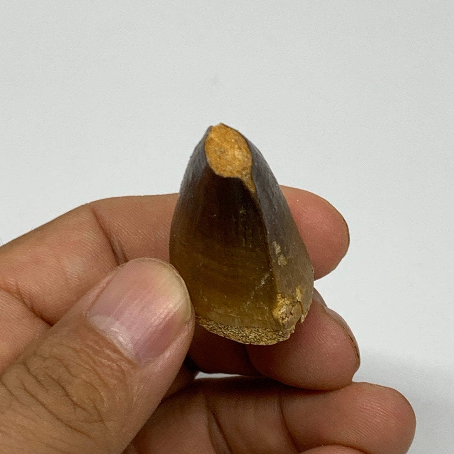 18.1g,1.4"X1"x0.8" Fossil Mosasaur Tooth reptiles, Cretaceous @Morocco, B23872