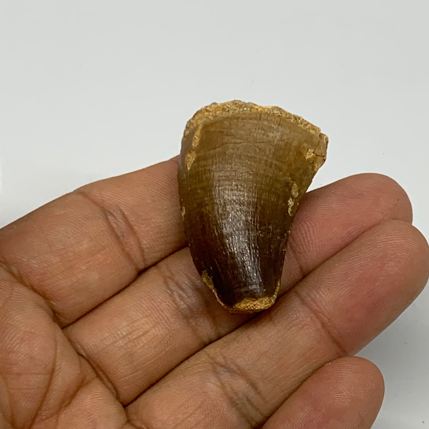 18.1g,1.4"X1"x0.8" Fossil Mosasaur Tooth reptiles, Cretaceous @Morocco, B23872