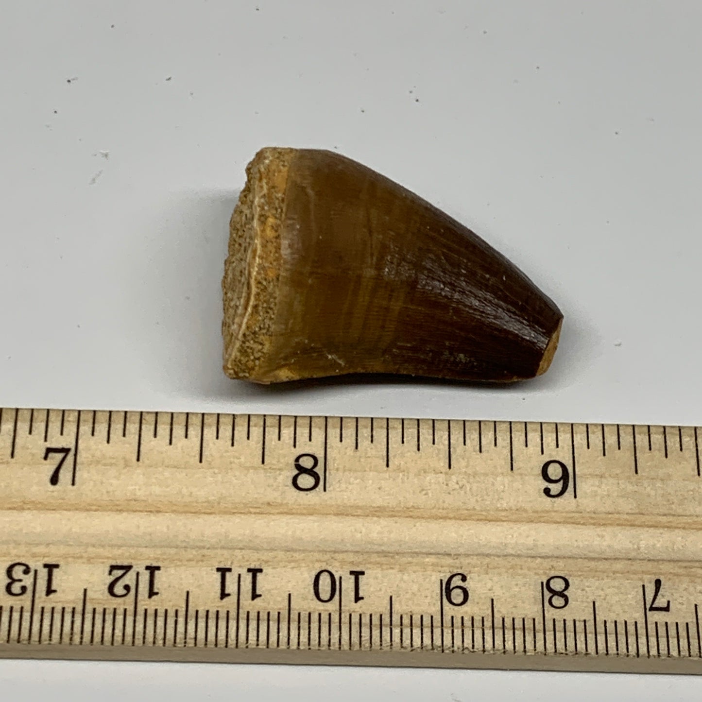 18.1g,1.4"X1"x0.8" Fossil Mosasaur Tooth reptiles, Cretaceous @Morocco, B23872