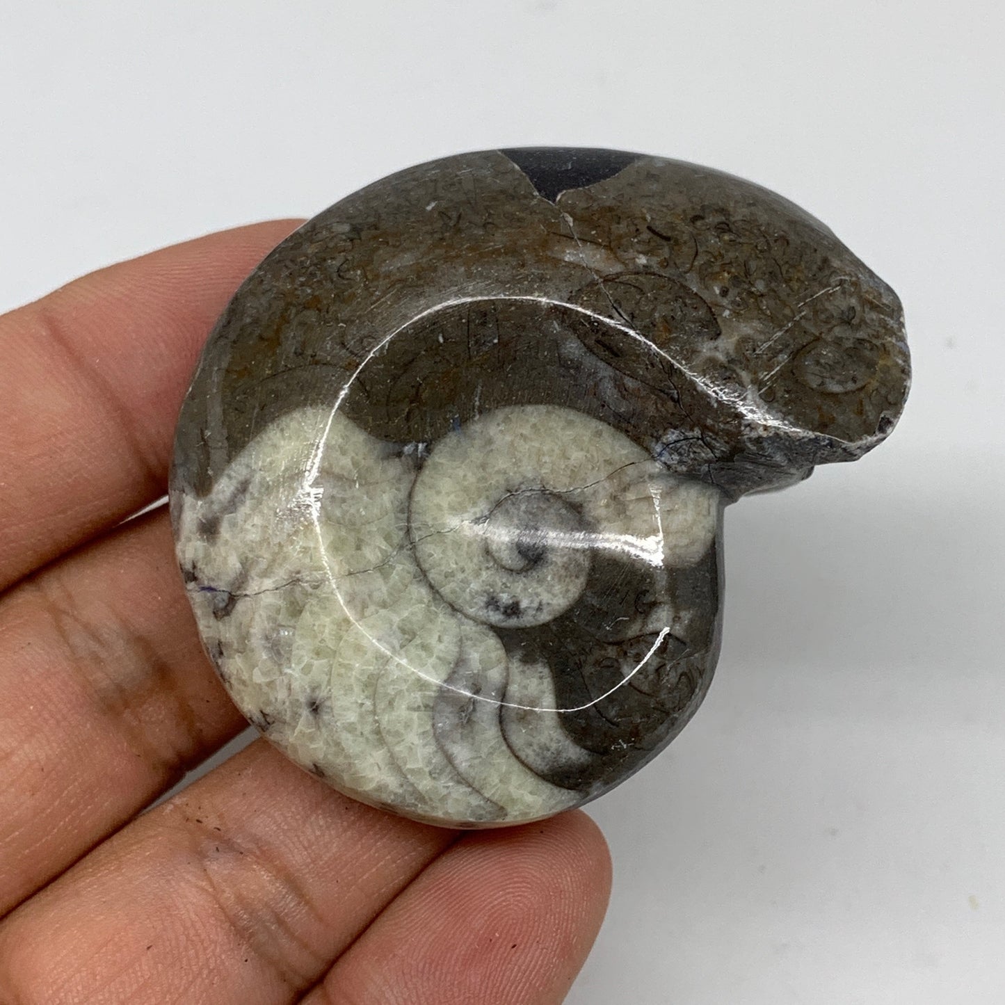 54.2g, 2.1"x1.7"x1", Goniatite Ammonite Polished Mineral from Morocco, F2024