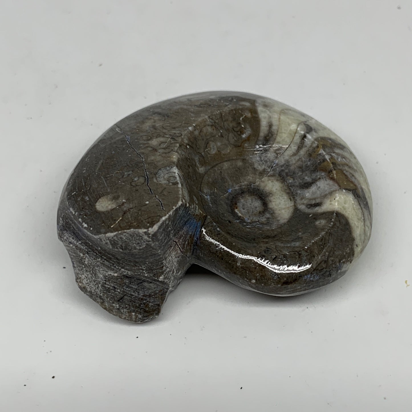 54.2g, 2.1"x1.7"x1", Goniatite Ammonite Polished Mineral from Morocco, F2024