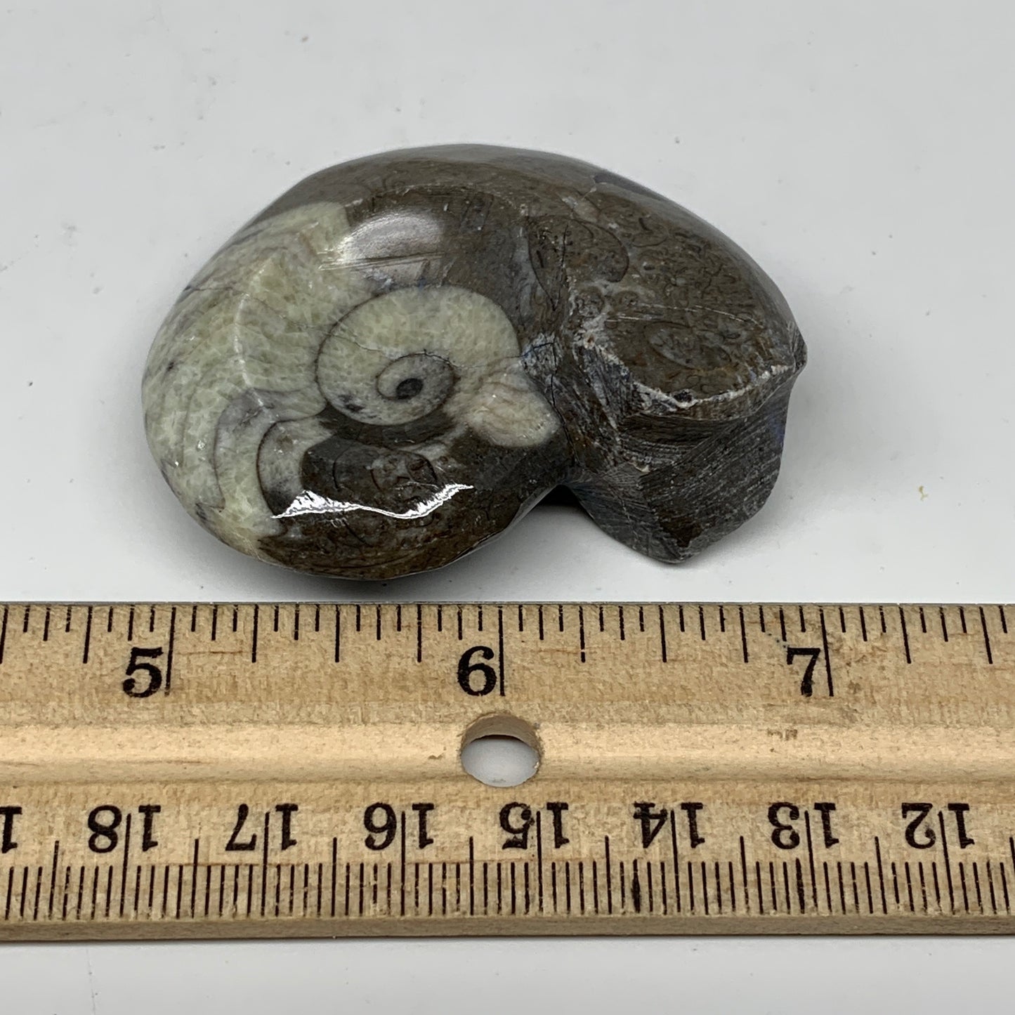 54.2g, 2.1"x1.7"x1", Goniatite Ammonite Polished Mineral from Morocco, F2024