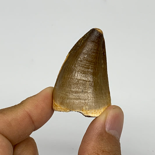 22g,1.6"X1.1"x0.9" Fossil Mosasaur Tooth reptiles, Cretaceous @Morocco, B23880