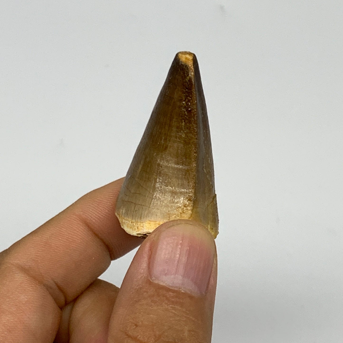 22g,1.6"X1.1"x0.9" Fossil Mosasaur Tooth reptiles, Cretaceous @Morocco, B23880