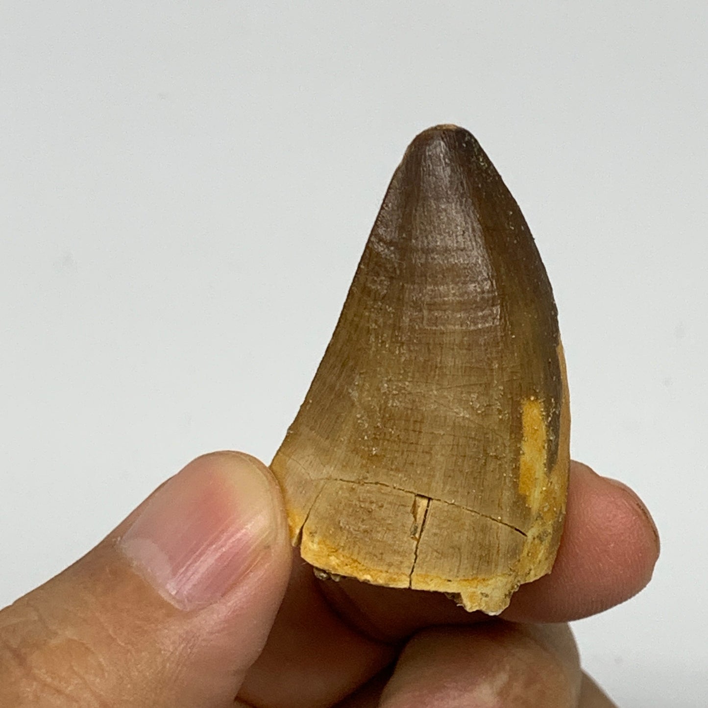 22g,1.6"X1.1"x0.9" Fossil Mosasaur Tooth reptiles, Cretaceous @Morocco, B23880