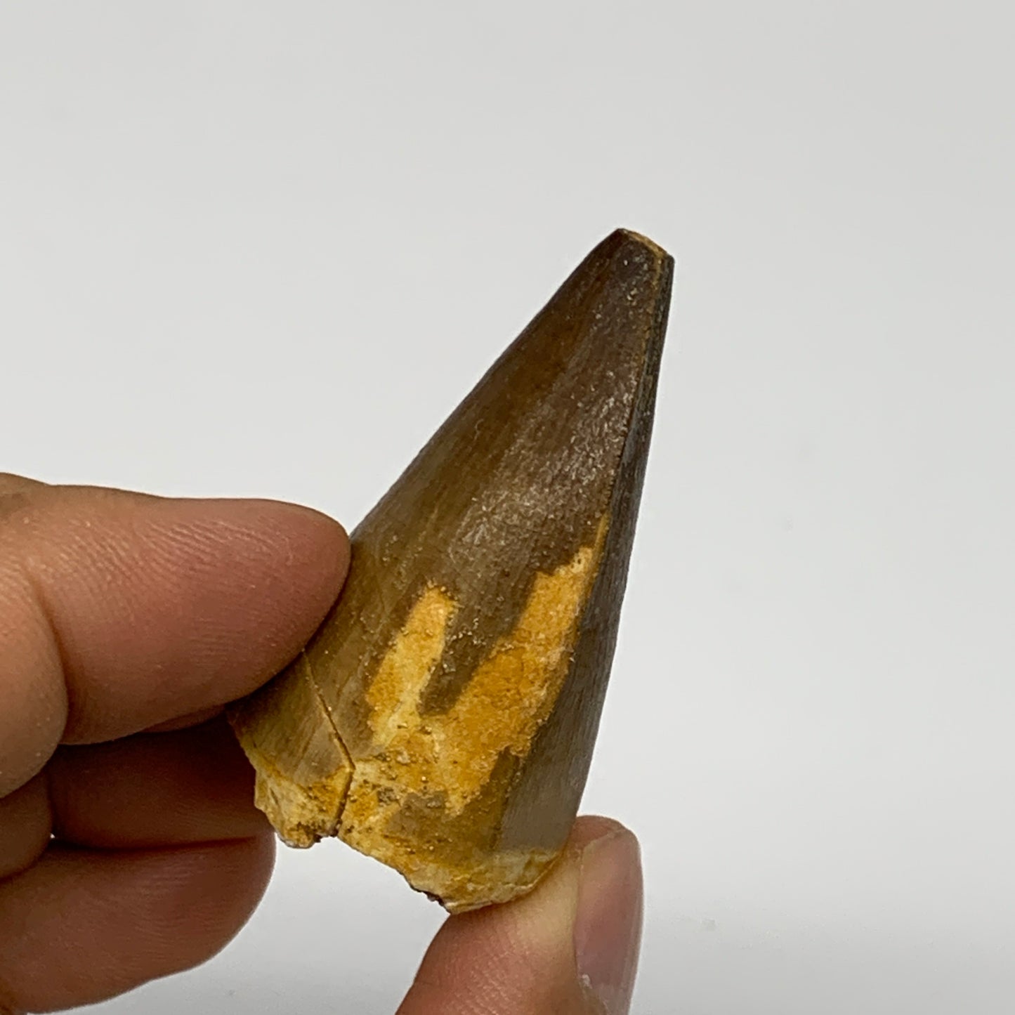 22g,1.6"X1.1"x0.9" Fossil Mosasaur Tooth reptiles, Cretaceous @Morocco, B23880