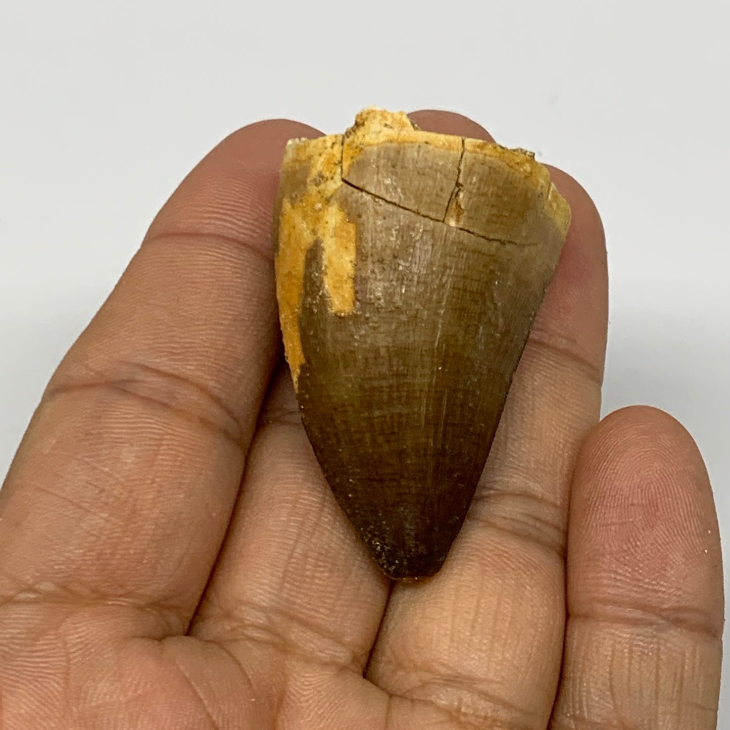 22g,1.6"X1.1"x0.9" Fossil Mosasaur Tooth reptiles, Cretaceous @Morocco, B23880