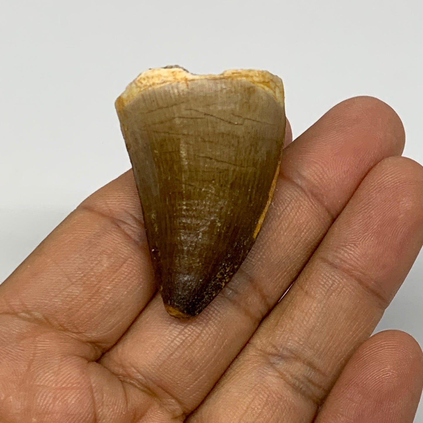 22g,1.6"X1.1"x0.9" Fossil Mosasaur Tooth reptiles, Cretaceous @Morocco, B23880