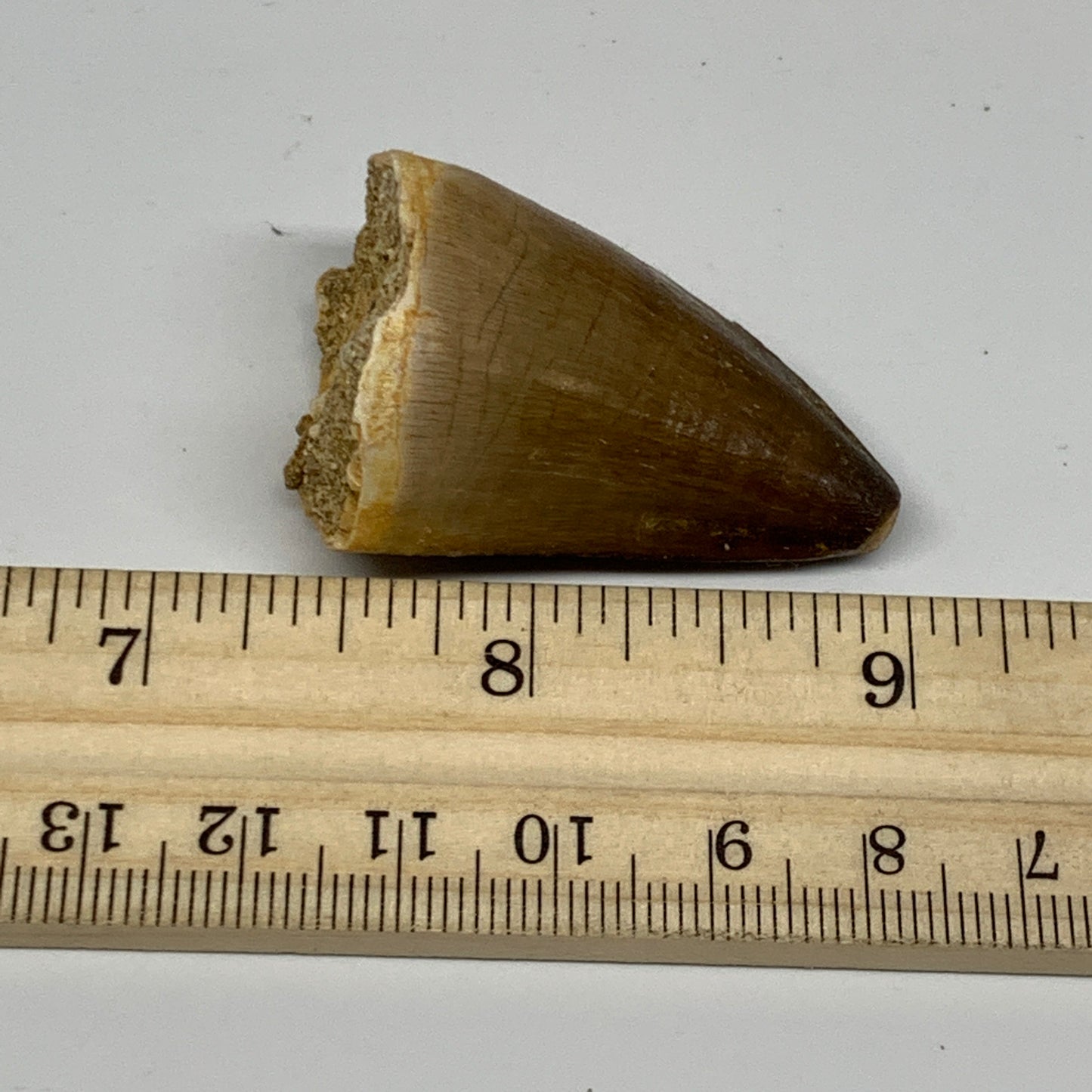 22g,1.6"X1.1"x0.9" Fossil Mosasaur Tooth reptiles, Cretaceous @Morocco, B23880