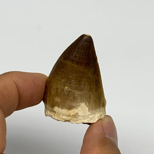 19g,1.6"X1.1"x0.8" Fossil Mosasaur Tooth reptiles, Cretaceous @Morocco, B23881