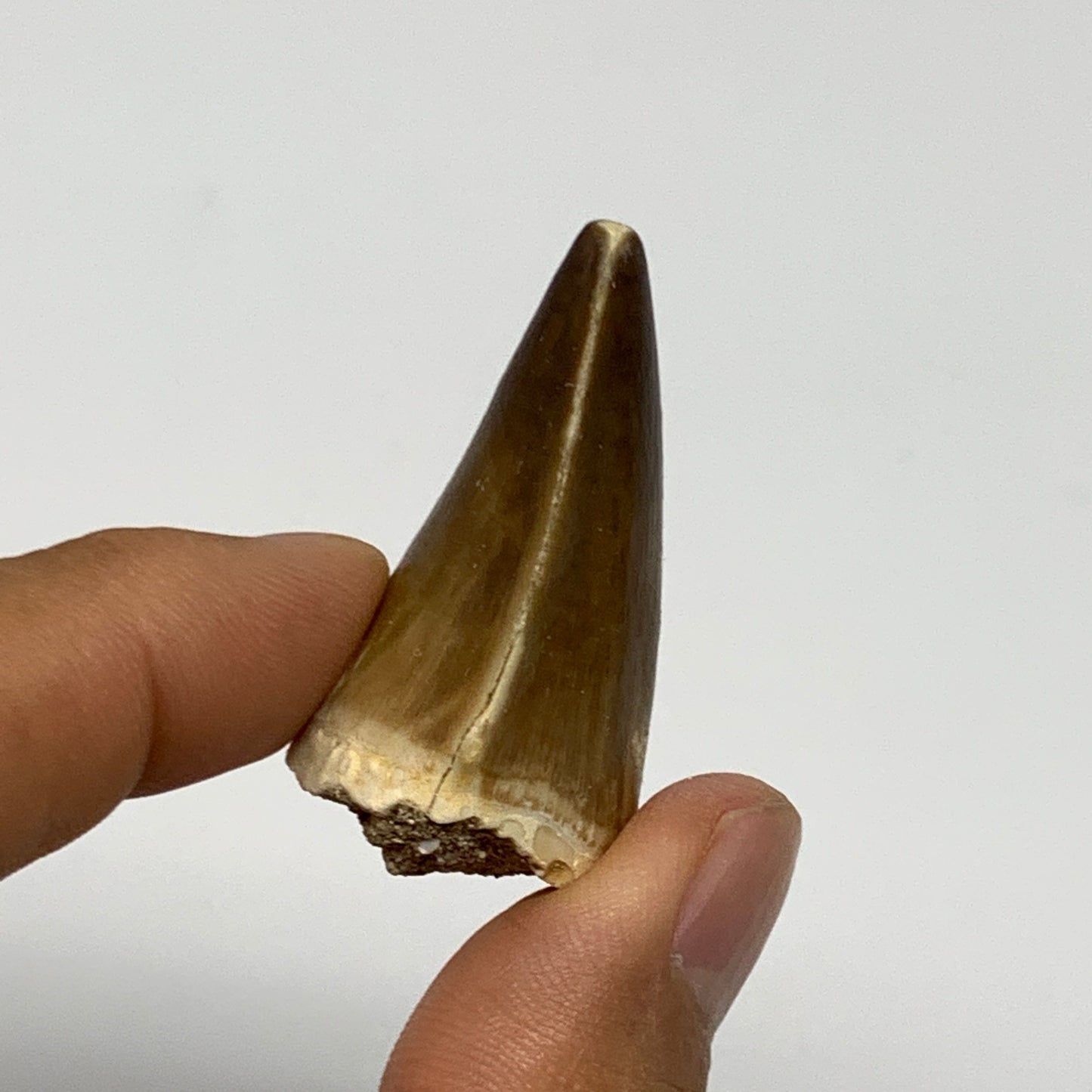 19g,1.6"X1.1"x0.8" Fossil Mosasaur Tooth reptiles, Cretaceous @Morocco, B23881