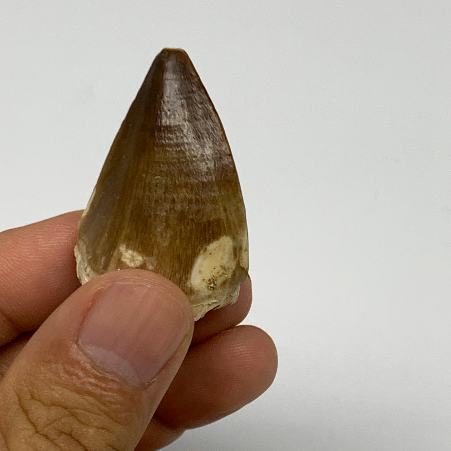 19g,1.6"X1.1"x0.8" Fossil Mosasaur Tooth reptiles, Cretaceous @Morocco, B23881