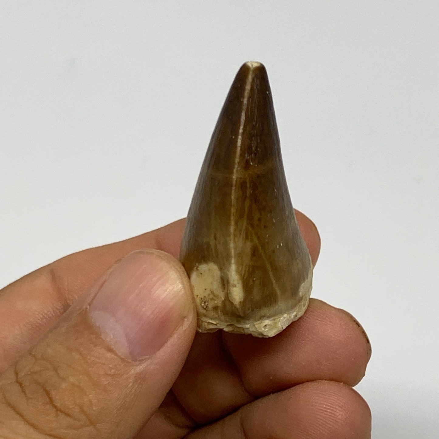 19g,1.6"X1.1"x0.8" Fossil Mosasaur Tooth reptiles, Cretaceous @Morocco, B23881