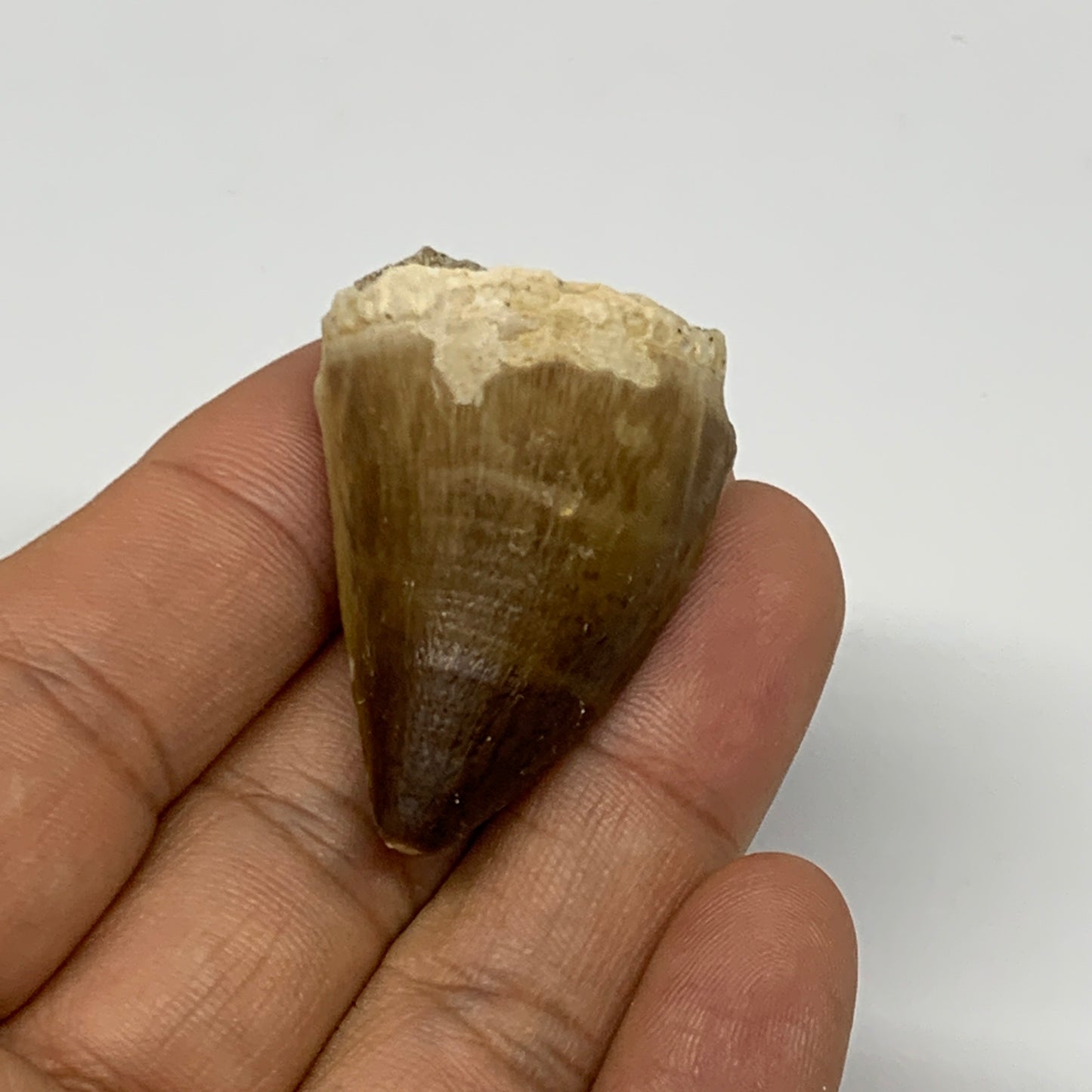 19g,1.6"X1.1"x0.8" Fossil Mosasaur Tooth reptiles, Cretaceous @Morocco, B23881