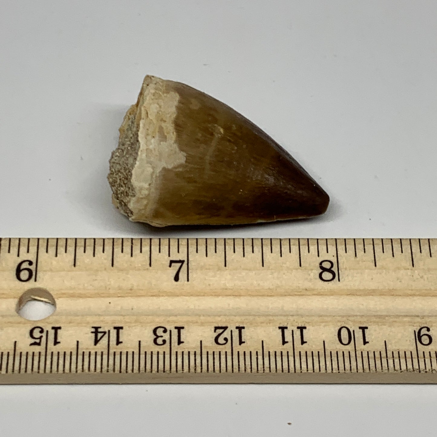 19g,1.6"X1.1"x0.8" Fossil Mosasaur Tooth reptiles, Cretaceous @Morocco, B23881