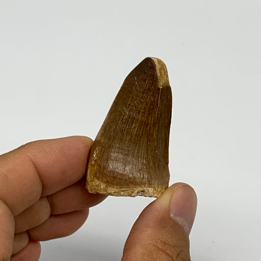 21.8g,1.7"X1"x0.9" Fossil Mosasaur Tooth reptiles, Cretaceous @Morocco, B23882