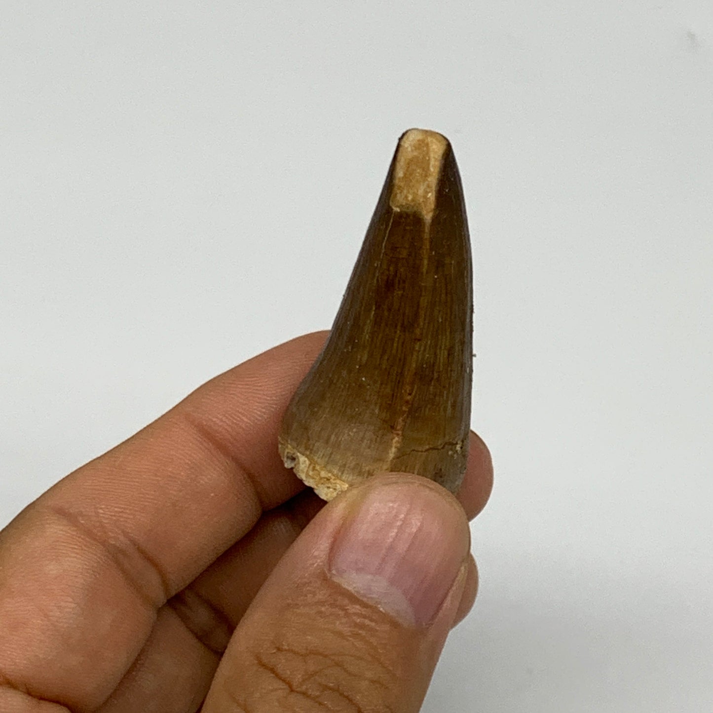 21.8g,1.7"X1"x0.9" Fossil Mosasaur Tooth reptiles, Cretaceous @Morocco, B23882