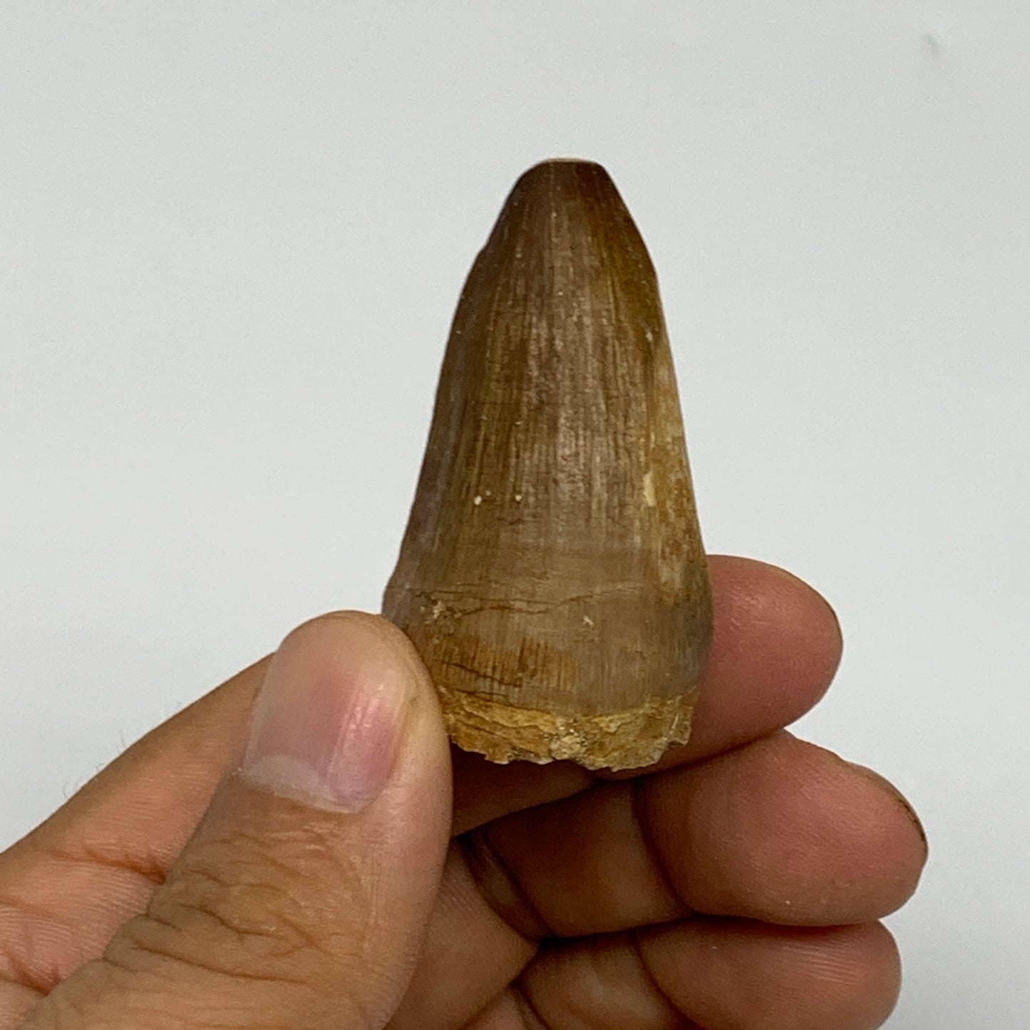 21.8g,1.7"X1"x0.9" Fossil Mosasaur Tooth reptiles, Cretaceous @Morocco, B23882