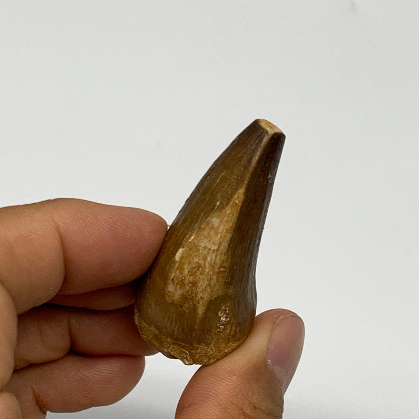 21.8g,1.7"X1"x0.9" Fossil Mosasaur Tooth reptiles, Cretaceous @Morocco, B23882