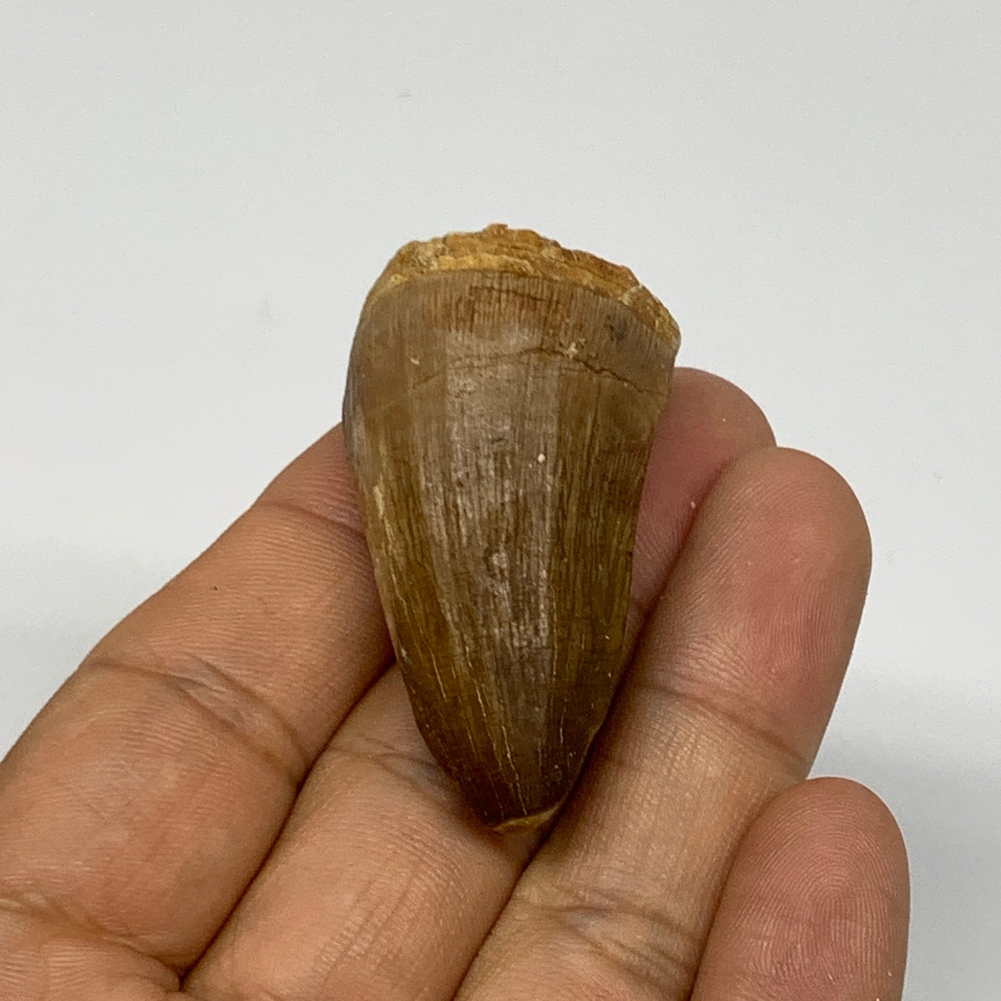 21.8g,1.7"X1"x0.9" Fossil Mosasaur Tooth reptiles, Cretaceous @Morocco, B23882