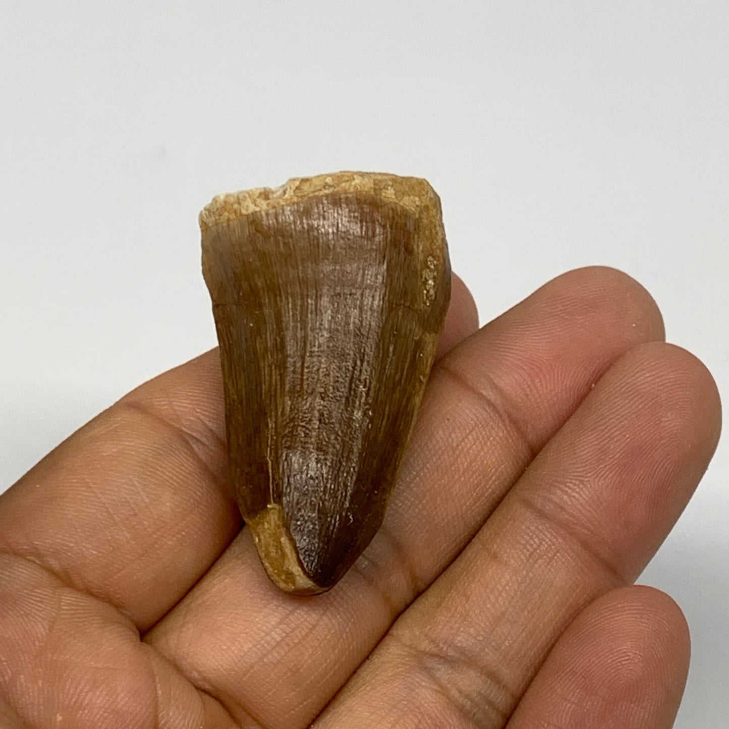 21.8g,1.7"X1"x0.9" Fossil Mosasaur Tooth reptiles, Cretaceous @Morocco, B23882