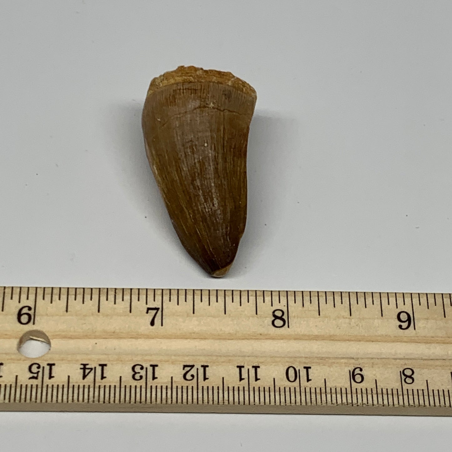 21.8g,1.7"X1"x0.9" Fossil Mosasaur Tooth reptiles, Cretaceous @Morocco, B23882