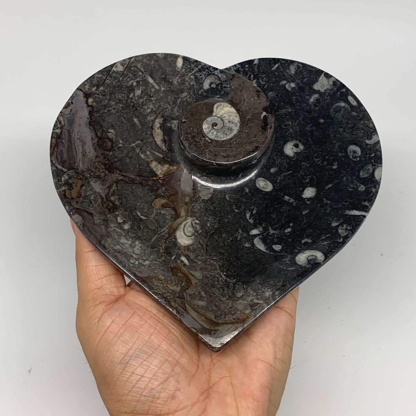 2pcs Set, 6.25"x6.25" Heart Fossils Orthoceras Ammonite Bowls @Morocco, B8477