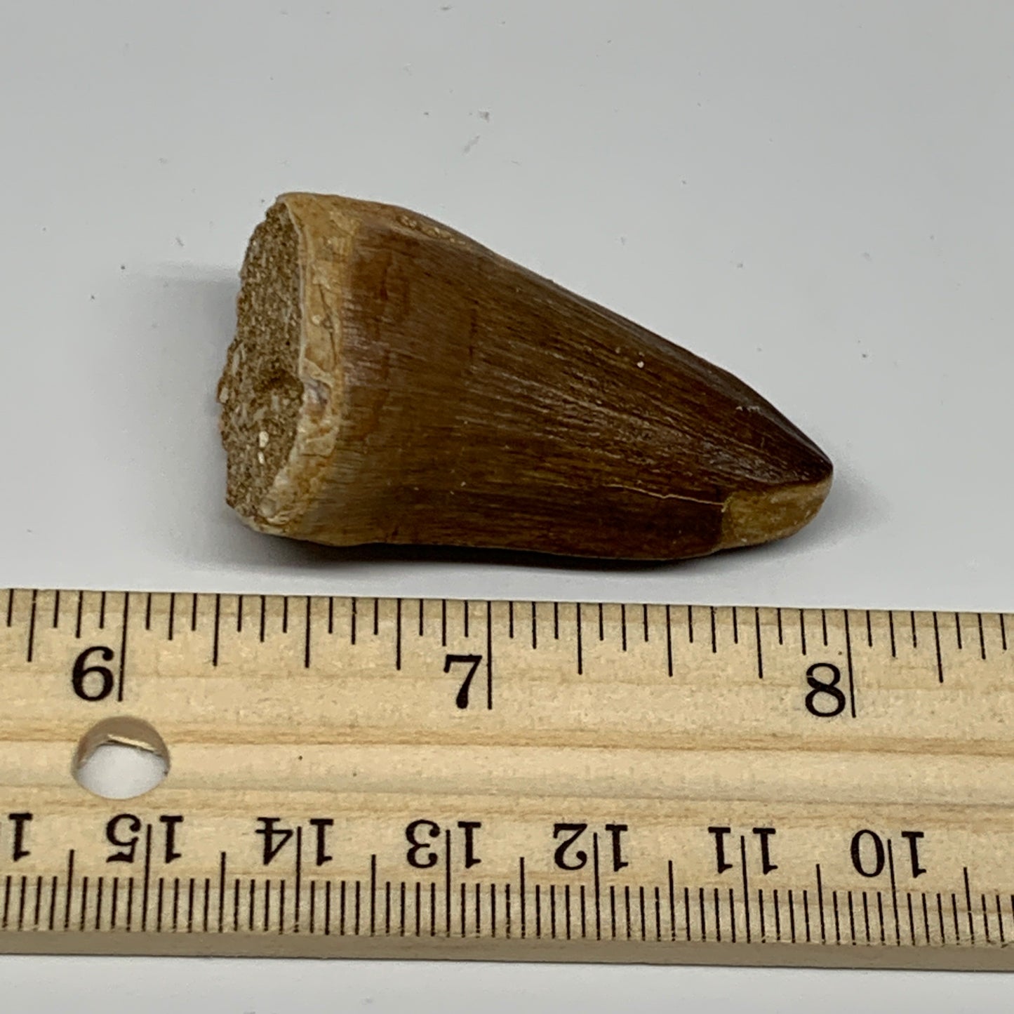 21.8g,1.7"X1"x0.9" Fossil Mosasaur Tooth reptiles, Cretaceous @Morocco, B23882