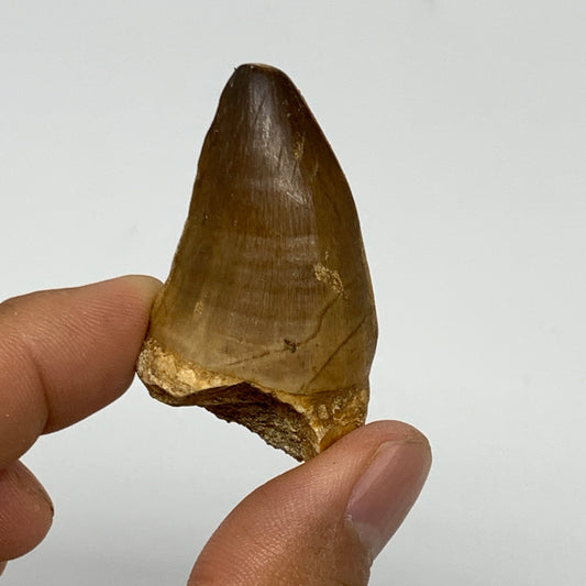 21.1g,1.8"X1.1"x0.8" Fossil Mosasaur Tooth reptiles, Cretaceous @Morocco, B23885
