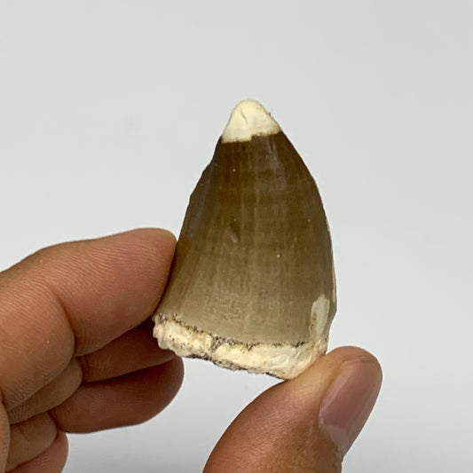 19.4g,1.5"X1"x0.9" Fossil Mosasaur Tooth reptiles, Cretaceous @Morocco, B23888
