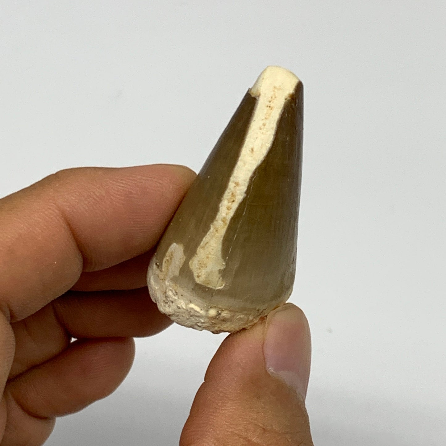 19.4g,1.5"X1"x0.9" Fossil Mosasaur Tooth reptiles, Cretaceous @Morocco, B23888