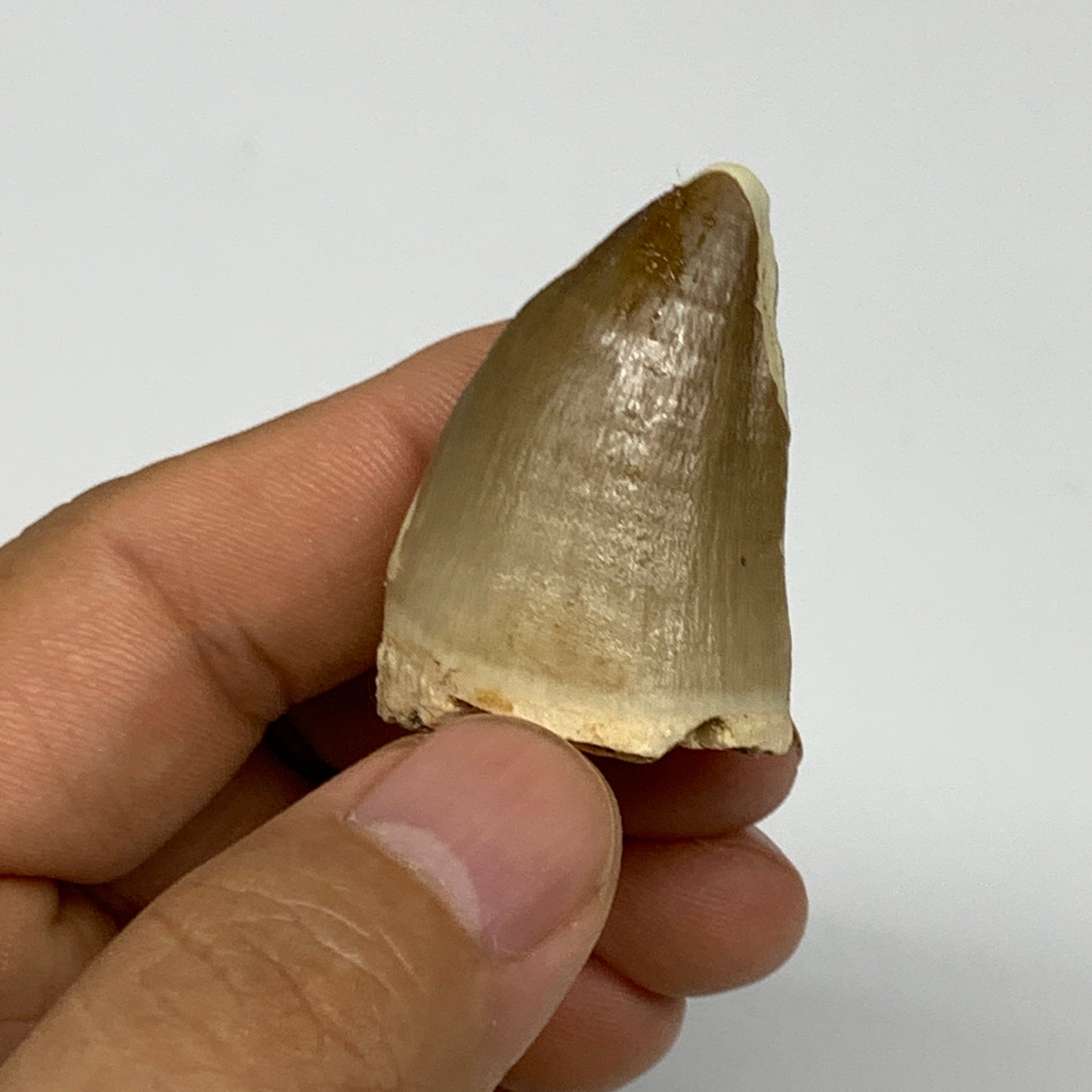 19.4g,1.5"X1"x0.9" Fossil Mosasaur Tooth reptiles, Cretaceous @Morocco, B23888